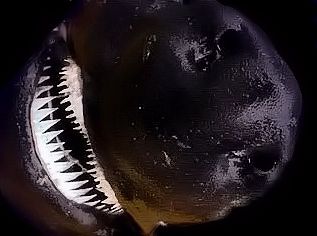 Scymnodon ringens_05.jpg